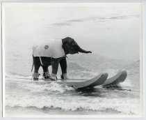 Untitled [Judy the Elephant on Water Skis]