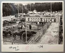 Untitled [Outdoor Holding Pens with Rodeo Livestock], 1981