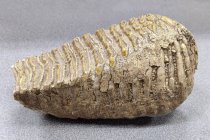 Fossil Mammoth Molar Tooth, Pliocene epoch