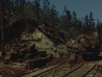 Redwood Butano, Pioneer Grove, 1948