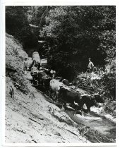 1964.071A.006 - Driver Charles Wyman Logging for Bert Weeks' Mill on La Hon