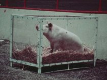 Livestock Show, October 30, 1973