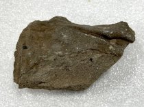 Mammoth Tooth Fragment,  2.5 ma to 11.7 ta