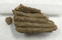 Mammoth Tooth Fragments, 2.5 ma to 11.7 ta