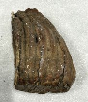Mammoth Tooth Fragment, 2.5 ma to 11.7 ta