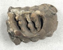 Mammoth Tooth Fragment, 2.5 ma to 11.7 ta