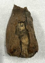 Mammoth Tooth Fragment, 2.5 ma to 11.7 ta