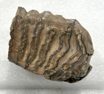 Mammoth Tooth Fragment, 2.5 ma to 11.7 ta
