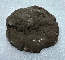 Vertebrae Fossil, 2.5 ma to 11.7 ta