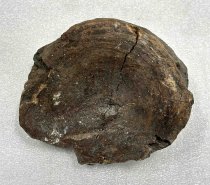 Vertebrae Fossil, 2.5 ma to 11.7 ta