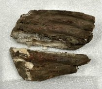 Mammoth Tooth Fragment, 2.5 ma to 11.7 ta
