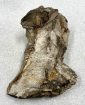 Fossil Fragment, 2.5 ma to 11.7 ta