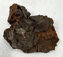 Fossilized Wood, 1.1 ma to 11 ta