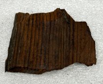Fossilized Wood, 1.1 ma to 11 ta