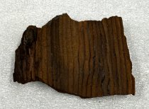 Fossilized Wood, 1.1 ma to 11 ta
