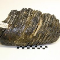 Mammuthus primigenius