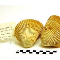 Dinocardium robustum, 13-102, with scale bar.