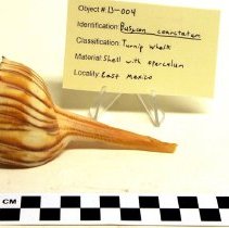 Busycon coarctatum, 13-004. With scale bar.