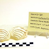 Callanaitis disjecta, 13-169, with scale bar.