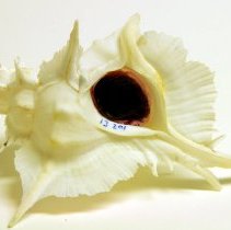 Siratus alabaster, 13-201. Apertural view with operculum.