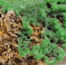 Green pyromorphite crystals on matrix (close view).