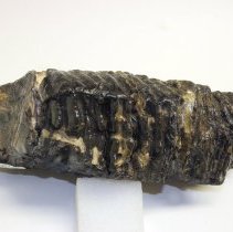 Mammuthus primigenius