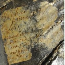 Mammuthus primigenius