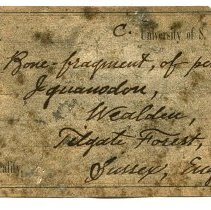 Historic specimen label for Iguanodon sp., FIC1232.