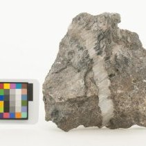 Calcite, 8434 with scale bar.