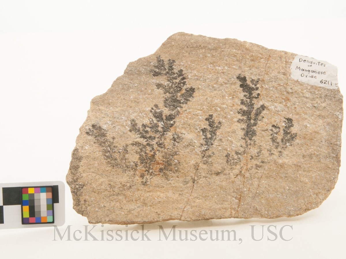 Manganese Dendrites | McKissick Museum