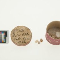 Olivella mutica, 21-070.