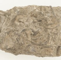 Rhynchotreta cuneata, FIC1227.