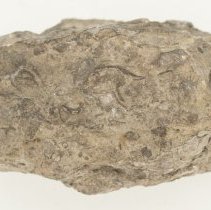 Rhynchotreta cuneata, FIC1227.