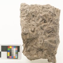 Rhynchotreta cuneata, FIC1227 with scale bar.