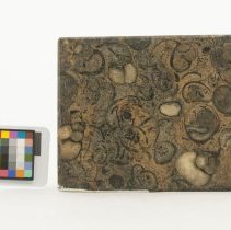 Paludina sp., FIC1230 with scale bar.