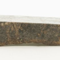 Paludina sp., FIC1230.