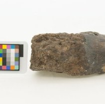 Iguanodon sp., FIC1232 with scale bar.