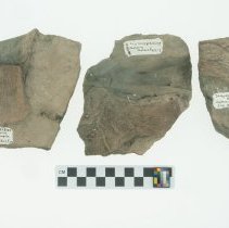 Ichthyosaurus sp., 00.13121 with scale bar.