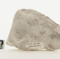 Echinoidea, FIC1237 with scale bar.