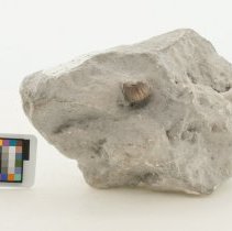 Ptychodus mammillaris, FIC1240 with scale bar.