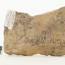 Holoptychius sp., FIC1252 with scale bar.