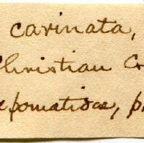 Historic Mazyck label for Leptoxis carinata, 21-004.