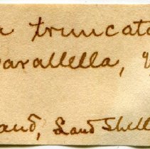 Historic Mazyck label for Euglandina rosea, 21-019.