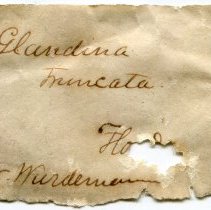Historic label for Euglandina rosea, 21-022.