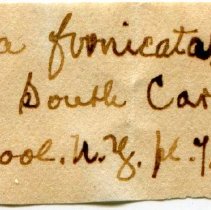 Historic Mazyck label for Crepidula fornicata, 21-041.