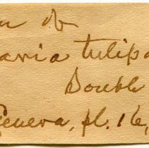 Historic Mazyck label for Fasciolaria tulipa, 21-042.