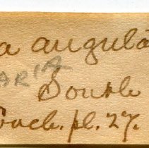 Historic Mazyck label for Epitonium angulatum, 21-045.