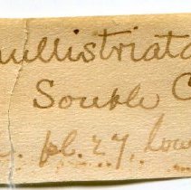 Historic Mazyck label for Epitonium mulistriatum, 21-047.