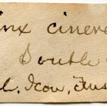 Historic Mazyck label for Urosalpinx cinerea, 21-052.