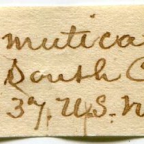 21-070 Olivella mutica. Historic label, Mazyck.